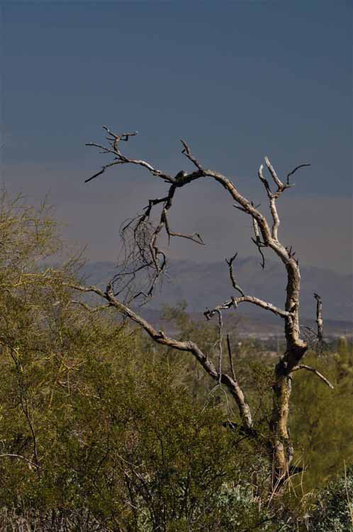 tree